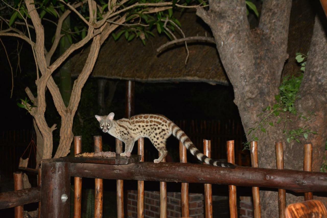 Bona Ngwenya Lodge & Safaris 말로스 파크 외부 사진