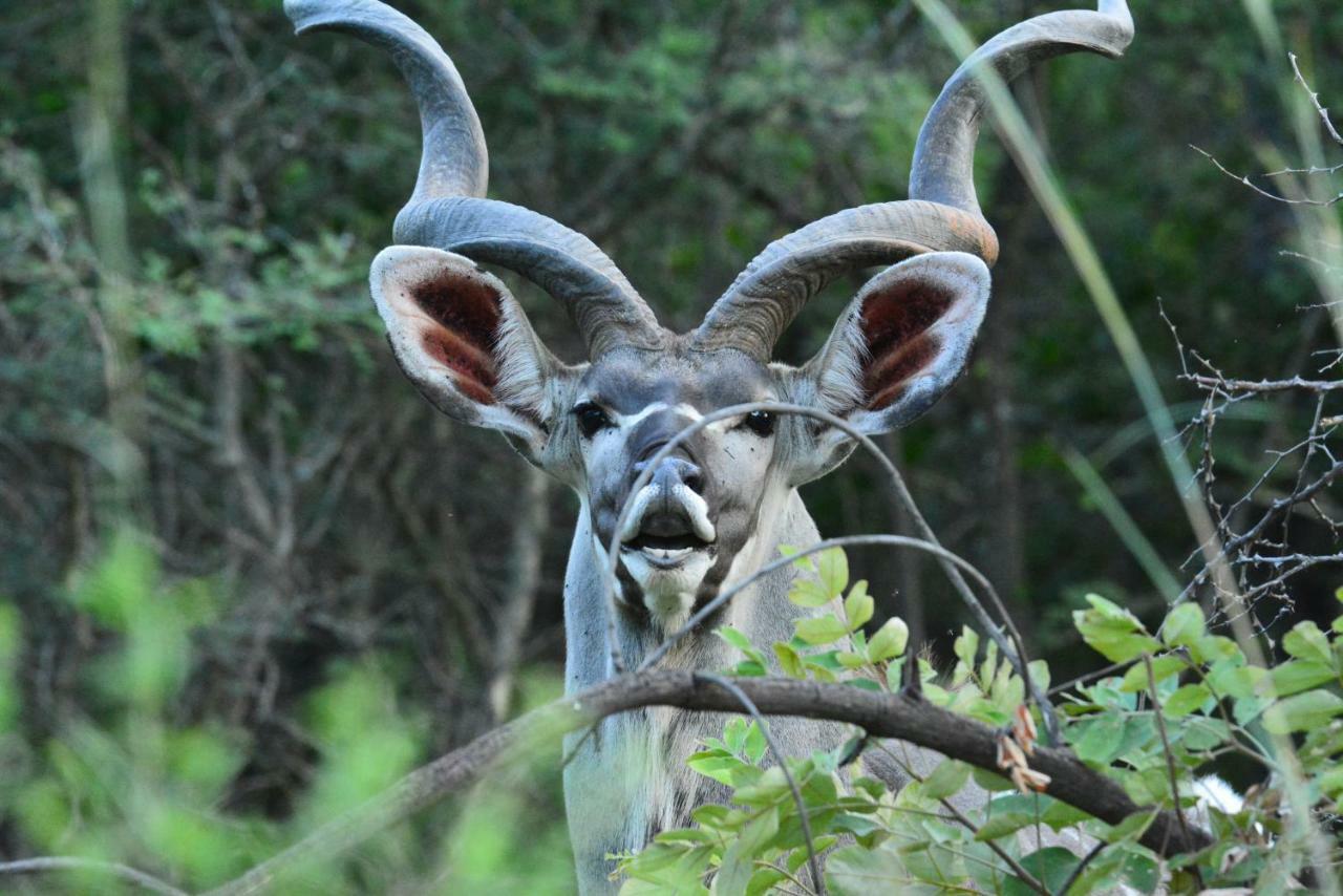 Bona Ngwenya Lodge & Safaris 말로스 파크 외부 사진