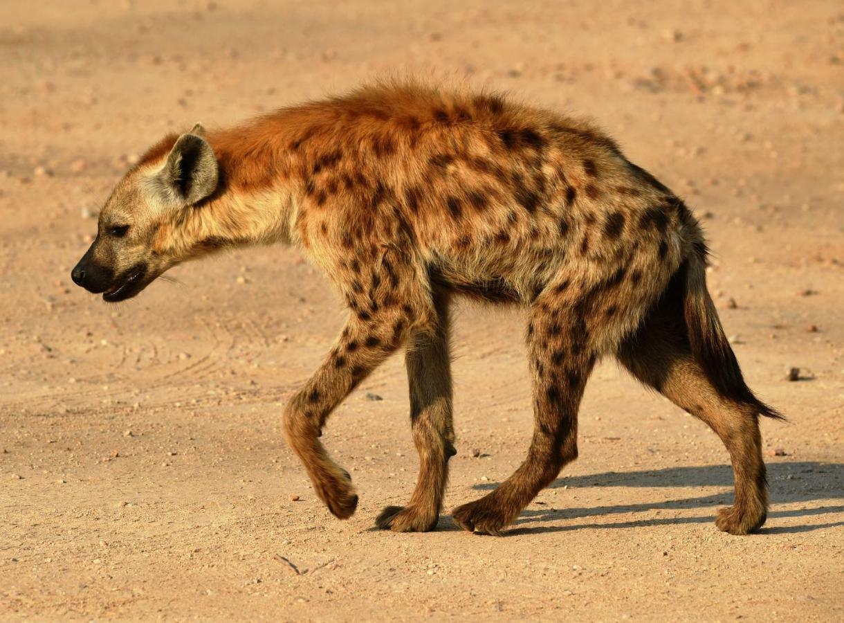 Bona Ngwenya Lodge & Safaris 말로스 파크 외부 사진