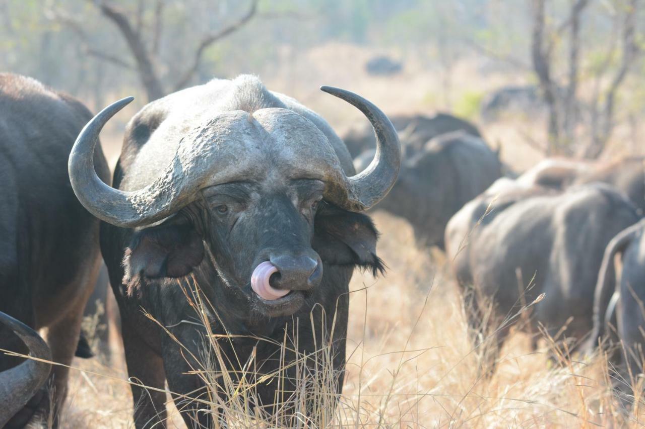 Bona Ngwenya Lodge & Safaris 말로스 파크 외부 사진