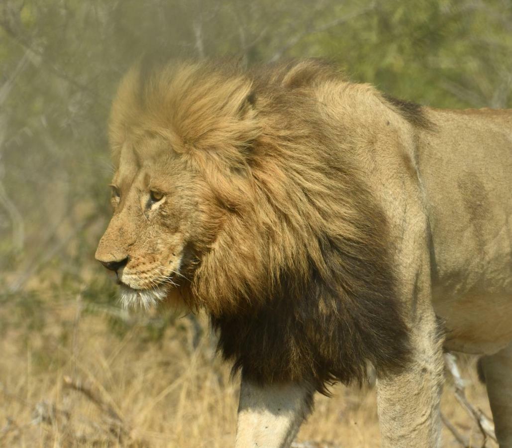 Bona Ngwenya Lodge & Safaris 말로스 파크 외부 사진